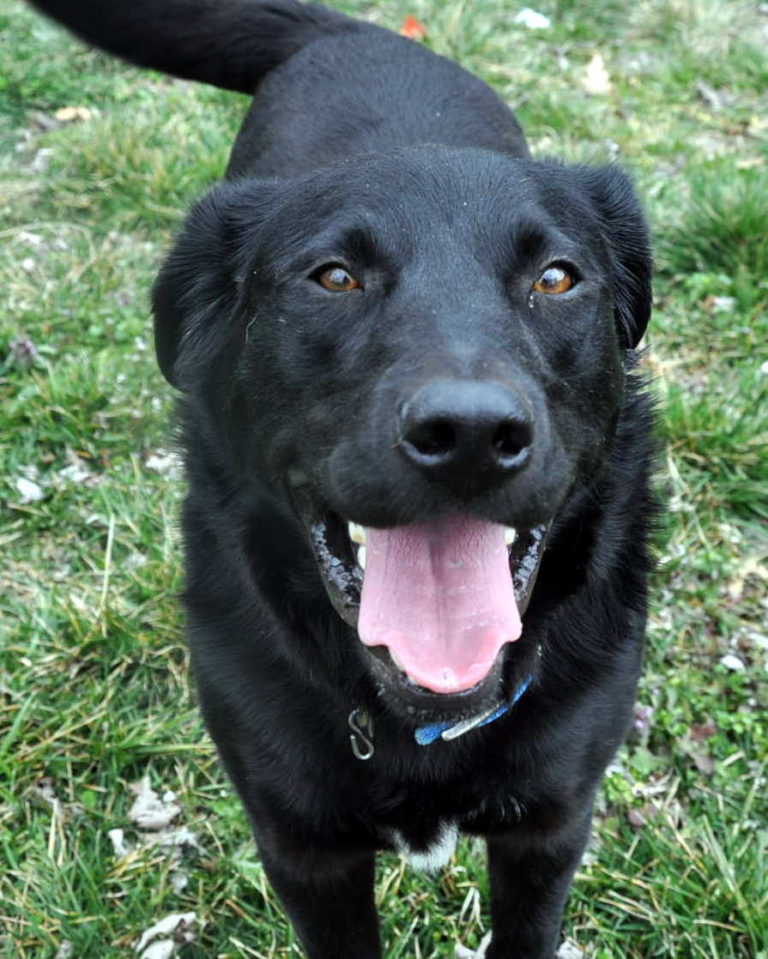 Black Lab German Shepherd Pitbull Mix