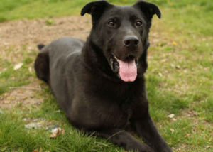 Black Lab German Shepherd Rottweiler Mix | 1001doggy.com