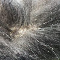 Dry Skin On German Shepherd - Remedy And Treatment