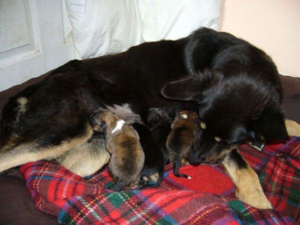 German Shepherd Pregnancy Week By Week Symptoms Calendar And Stages