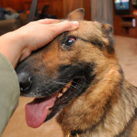 German Shepherd Eye Problems - Treatment And Caring