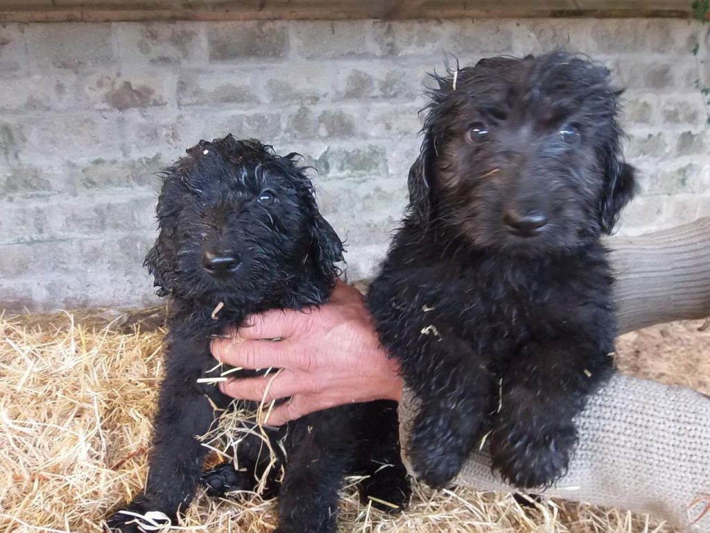 German Shepherd Poodle Mix For Sale