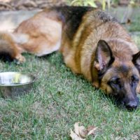 Best Dog Food For German Shepherd With Sensitive Stomach