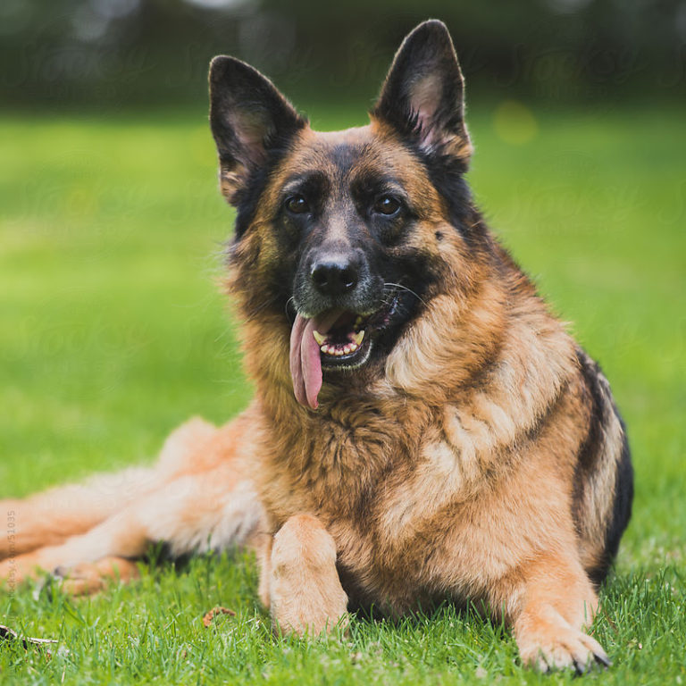 Black Spot On German Shepherd Tongue: Possible Illnesses And Treatment