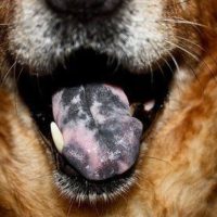 Black Spot On German Shepherd Tongue: Possible Illnesses And Treatment