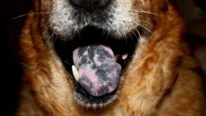 Black Spot On German Shepherd Tongue: Possible Illnesses And Treatment