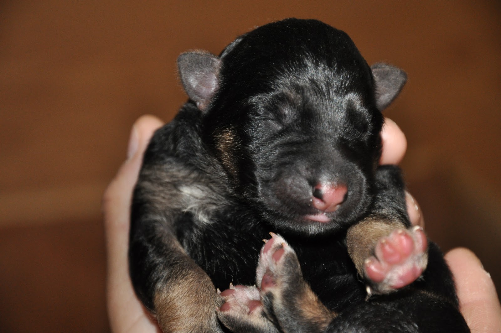 How Much Do Baby German Shepherds Cost 1001doggy