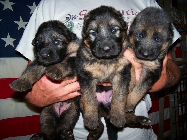 Pictures Of 3 Week Old German Shepherd Puppies | 1001doggy.com