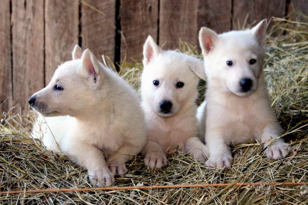 Cute Names For A White German Shepherd - Browse Best Names