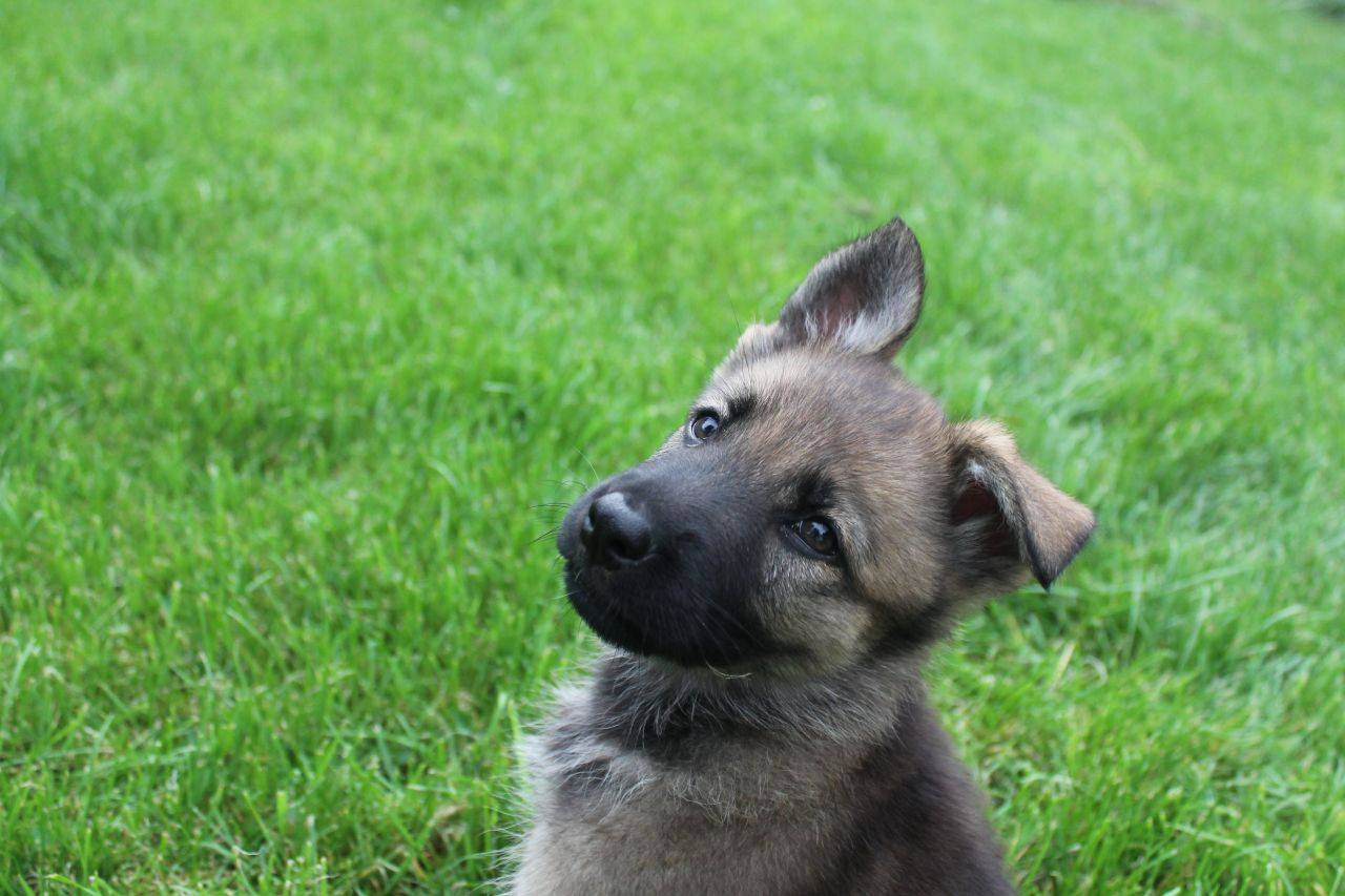 10 week German Shepherd puppy