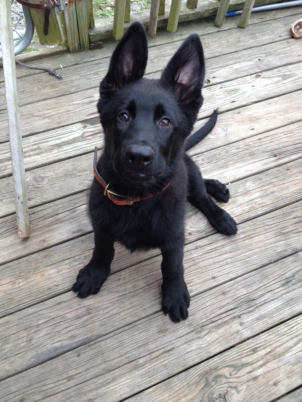 10 week old black German Shepherd puppy