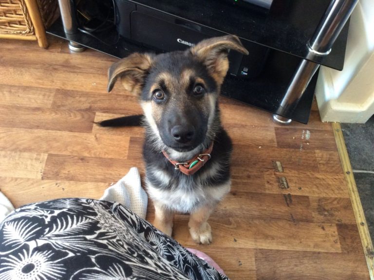 10 week old German Shepherd