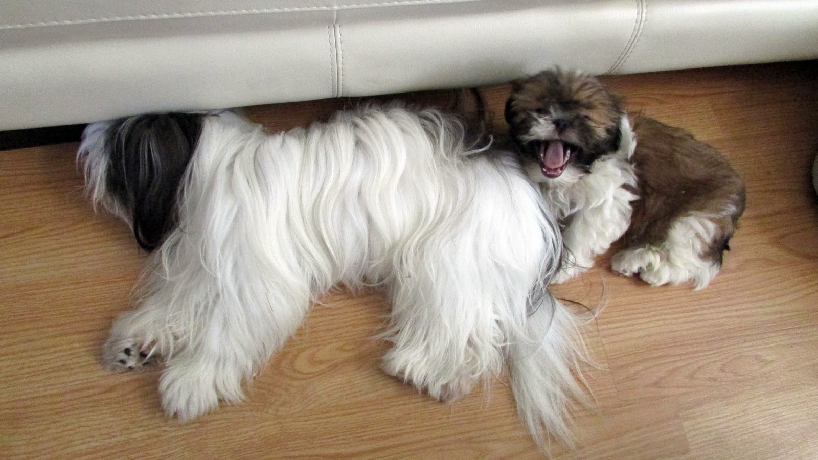 2 months old Shih Tzu rabies