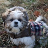 4 Months Old Shih Tzu - Average Size, Weight And Products For Feeding