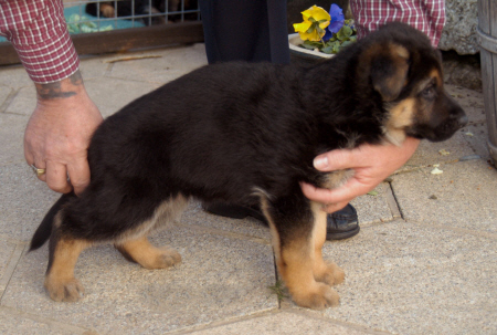 6 week old German Shepherd puppy care