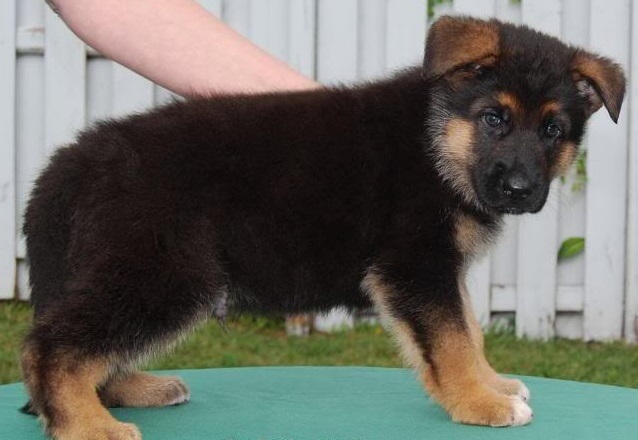 6 week old German Shepherd puppy pictures