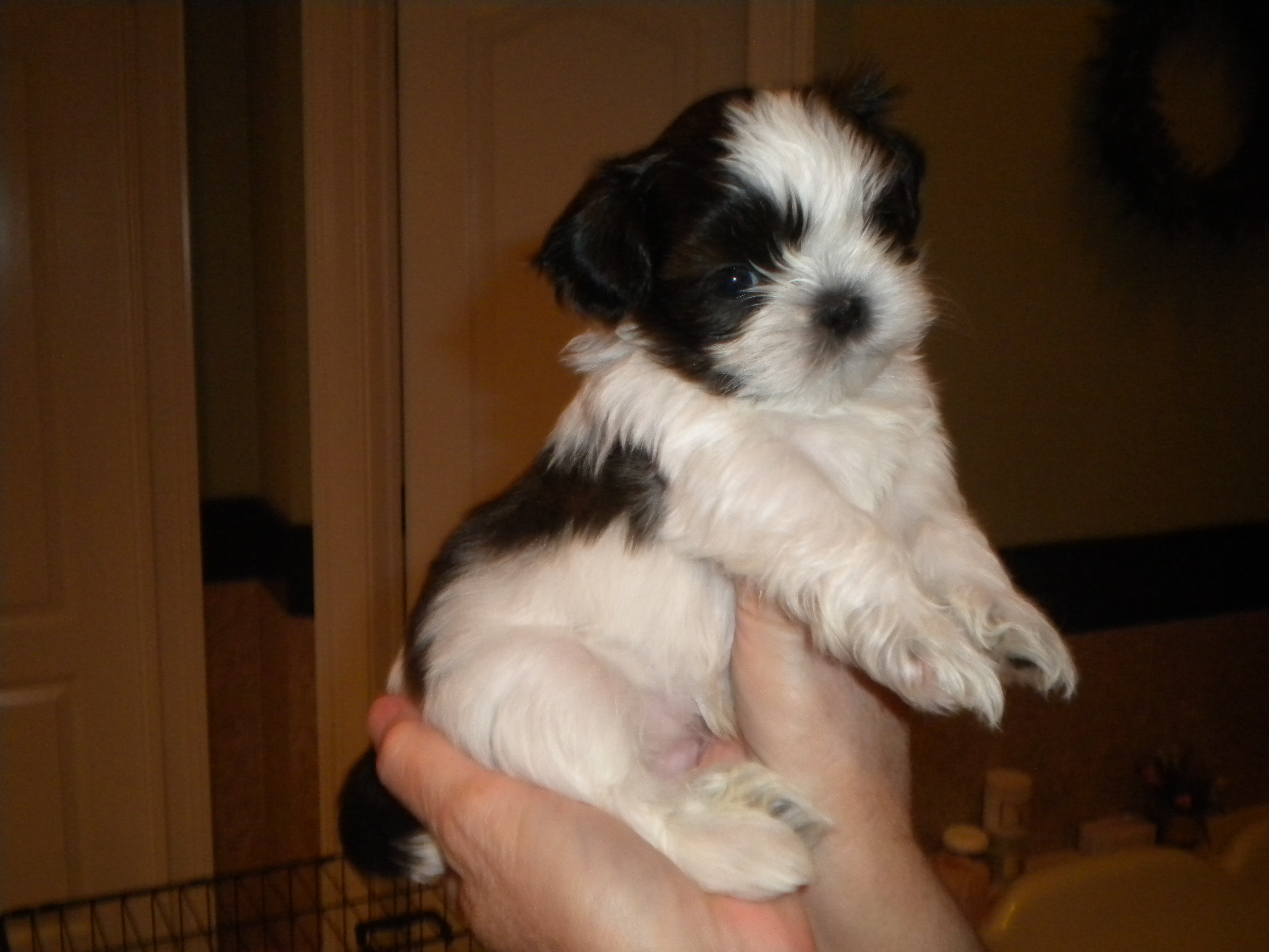 Feeding 6 week old shih tzu puppy hotsell