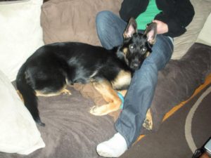 7 month old German Shepherd behavior