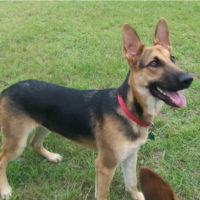7 Months Old German Shepherd - Common Information And Pictures