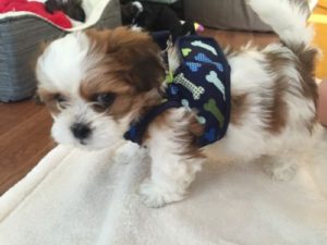 8 week old Shih Tzu puppy training