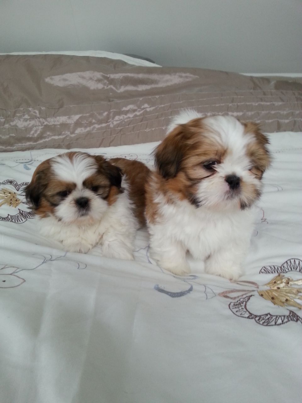 8 week old Shih Tzu puppy