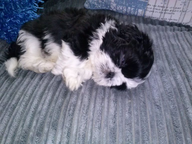 8 week old Shih Tzu with fleas