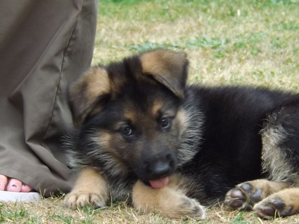 9 Week Old German Shepherd Common Information And Pictures