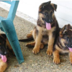 9 week old German Shepherd puppies