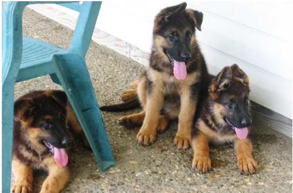 9 week old German Shepherd puppies