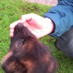 9 week old German Shepherd puppy biting
