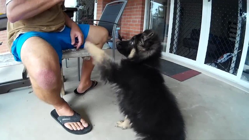 9 week old German Shepherd puppy training