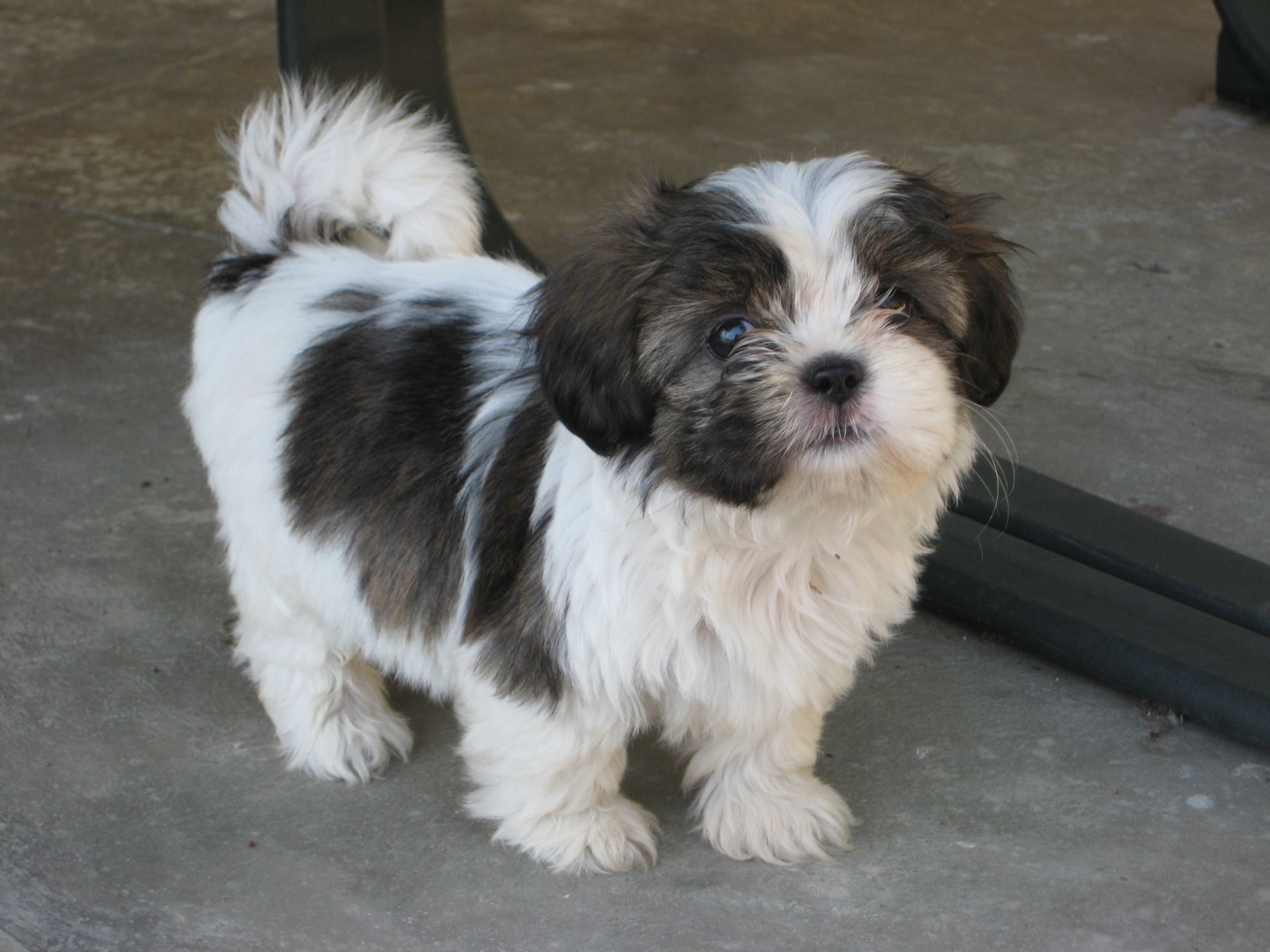 9 week hot sale old shih tzu