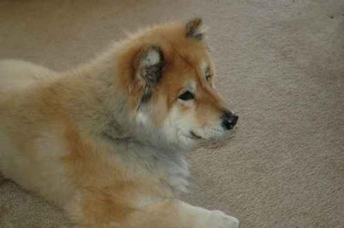 A chow chow Siberian Husky mix