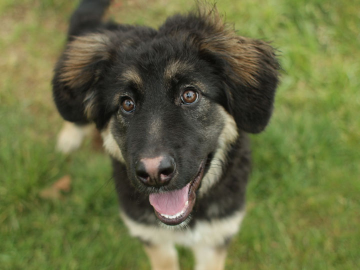 a German Shepherd mixed with a chihuahua