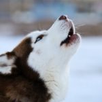 about Siberian Husky facts