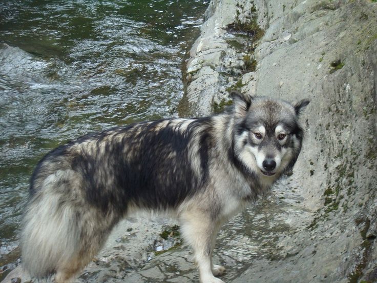 Alaskan Husky wolf mix