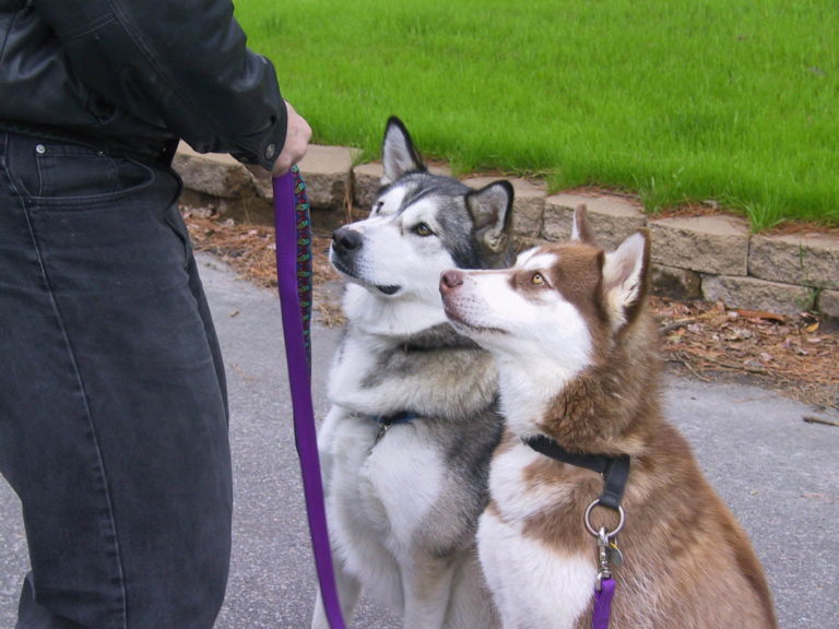 Alaskan malamute and Siberian Husky difference