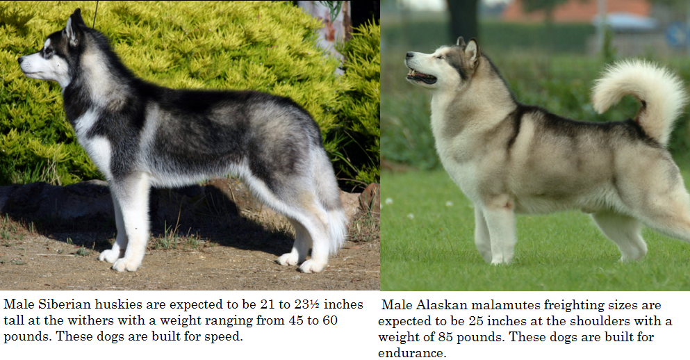 Alaskan malamute vs Siberian Husky differences