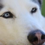 Are Huskies prone to hip dysplasia