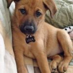 beagle German Shepherd mix puppies for sale