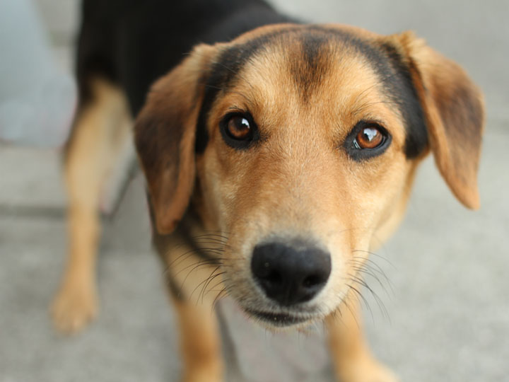 beagle German Shepherd mix