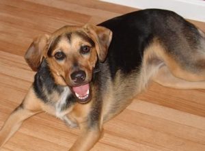 beagle mixed with German Shepherd