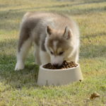 Best dog food for a Husky puppy