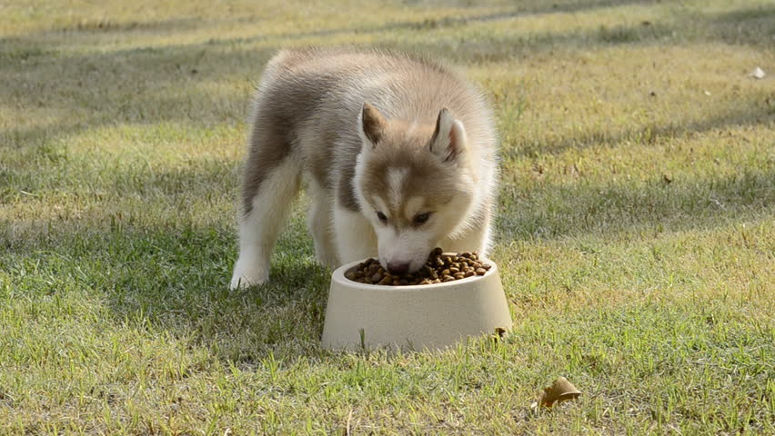 Best dog food for a Husky puppy