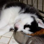 Best dog food for Siberian Husky puppy