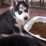 Best food for Husky puppy