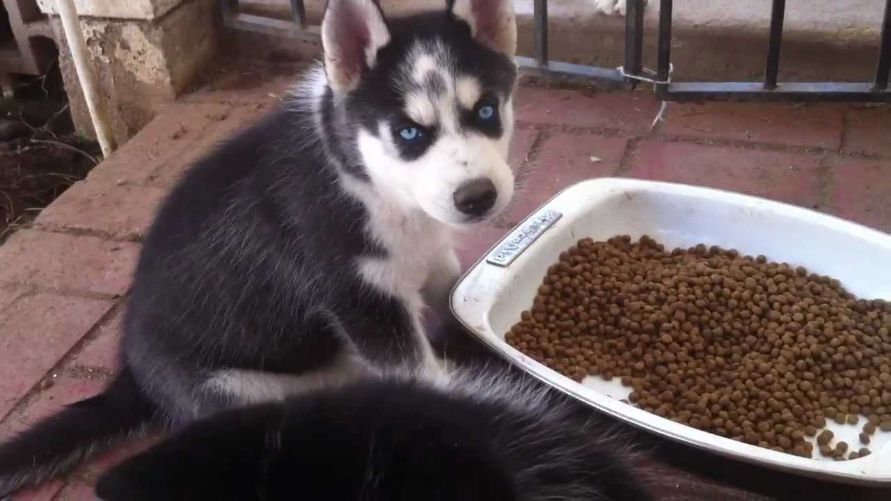 Best food for Husky puppy