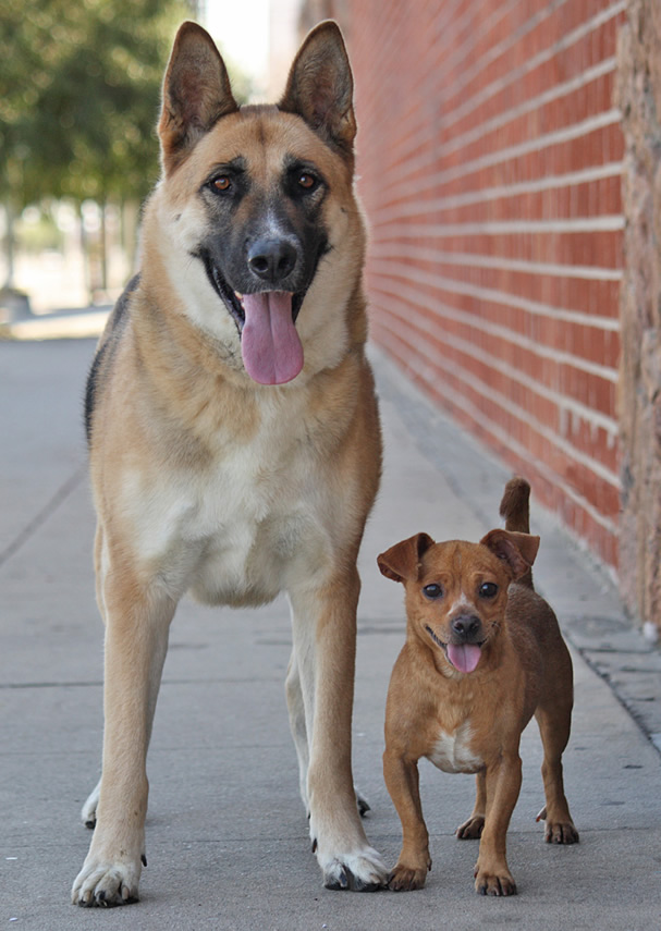 79+ Shih Tzu German Shepherd Mix