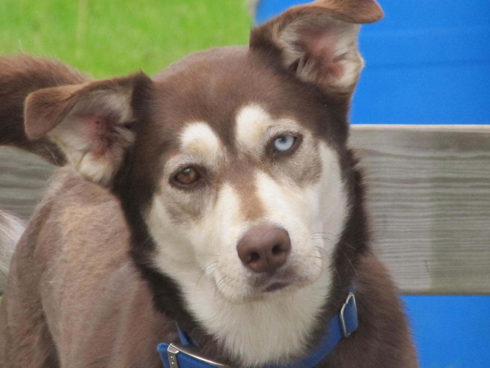 Chocolate Lab Husky Mix