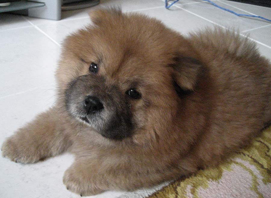 Chow chow best sale and husky crossbreed